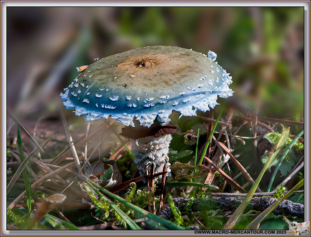 Strophaire Vert de Gris